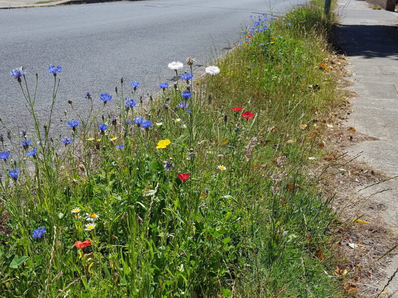 Road verge in Seaford with wild flowers.
