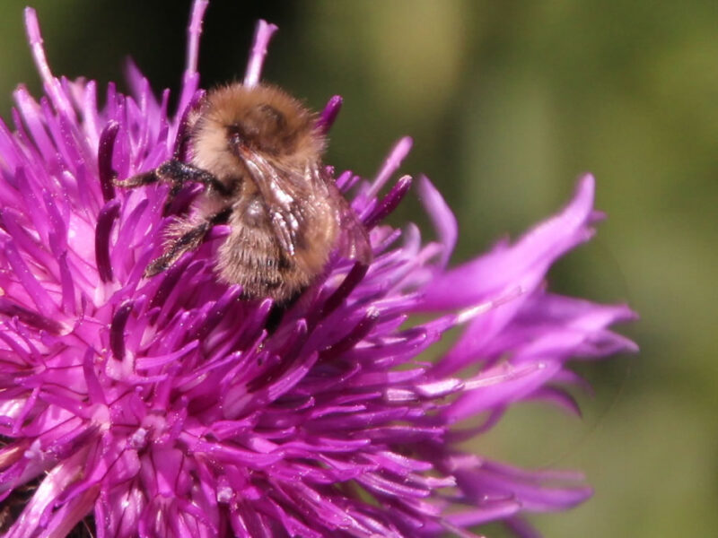 A bee on Knapweed.