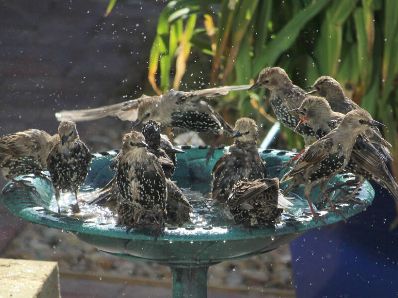 Starlings in a bird bath.