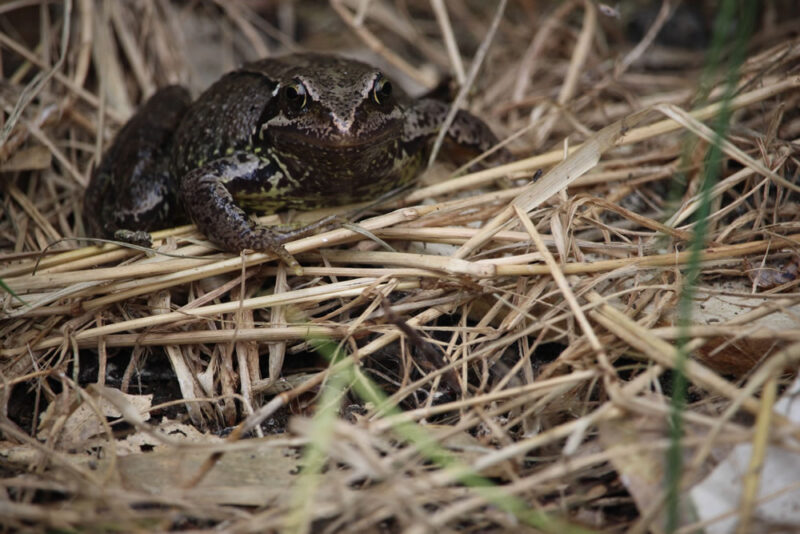 A frog in long grass.