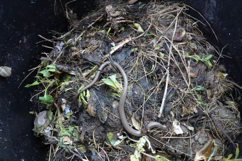Slow worm in a compost bin.