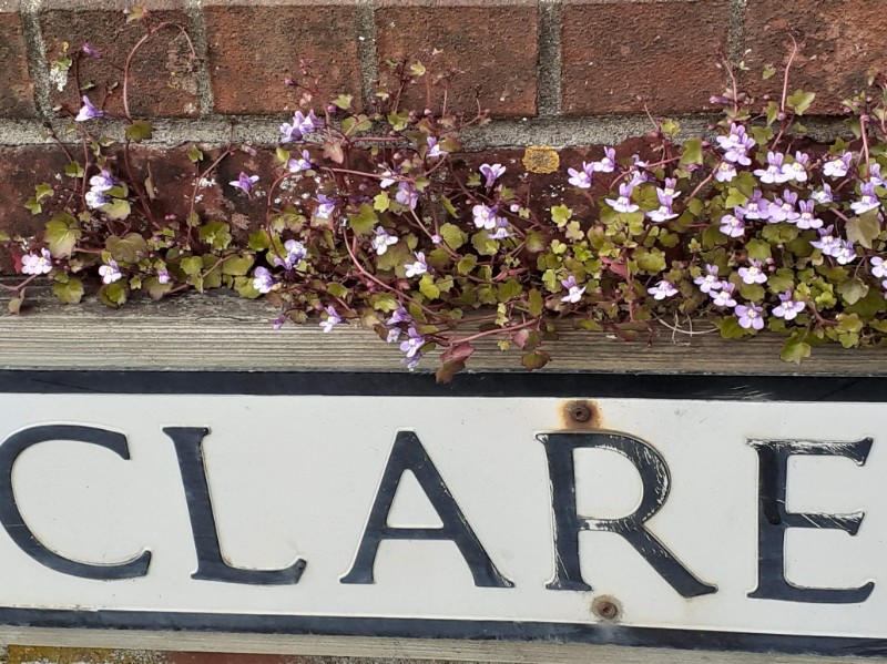 Ivy leaved toadflax